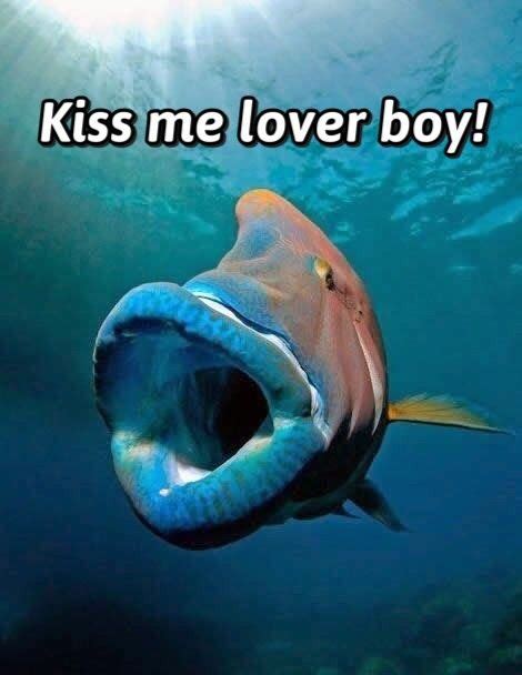 <b>kissy face</b>. . Kissy fish meme